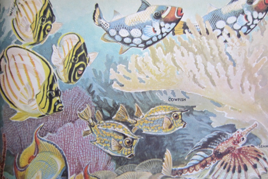 #fish #vintageillustration #howandwhywonderbookoffish #vintagebook